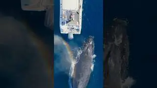 Whale creates a rainbow! 🌈 #whale #shorts