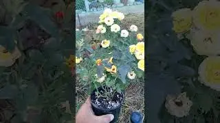Маленькое Чудо в саду - розы Кордана ❤️🔥