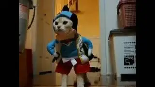 Funny Cat - komik kedi