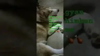 Hindi binigyan ang bata#emote #crying #doglover #shortvideo