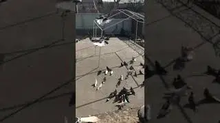 СВГ серпасто выворотные голуби тел097-405-47-8415 марта 2021 г.