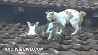 Video Proses Bagaimana Cara Kucing Kawin + Suara Vidio Foto