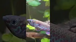NOUVELLE VIDÉO SUR LES KILLIES 🤩 DISPONIBLE POUR LES MEMBRES DE LA CHAÎNE 👍 MERCI #terrario #fish