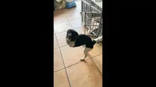 He's the star of our rescue centre