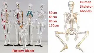 Human Skeleton Models 30cm 45cm 85cm 170cm School Educational Models