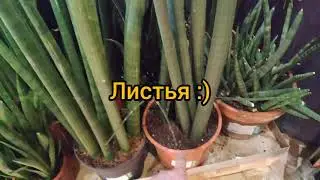 прогулка по цветам магазина "Твой Дом"