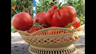 Tomatoes: Scarlet Mustang, Pink Fig, Yellow Fig, and Gift for the Wife