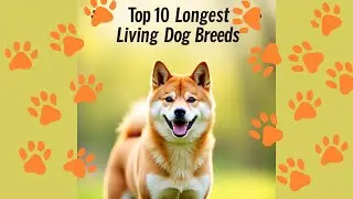 🐾 Top 10 Longest-Living Dog Breeds 🐶 | Discover Your Forever Friend! 💕