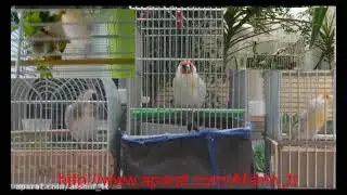 Siberian Goldfinch
