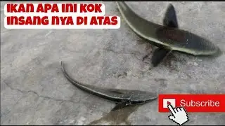 IKAN LANGKA INSANG NYA DI ATAS BUKAN DISAMPING??