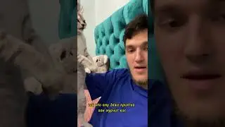 Не делай этого с котиками!!          @shorts