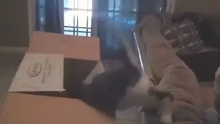 cat dance completion