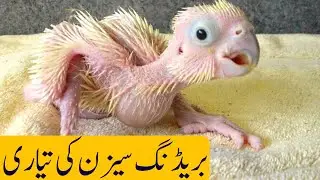 How to Get fast Breeding/ Cockatiel,Budgies,Love birds Breeding Tips/Ub bachay itny Sambaly na Jayen