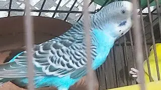Pets & animal is live