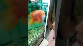 Аквариумы