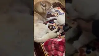 New born Huskey puppies and their mother having a blissful moment