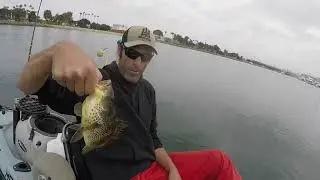 🤘CATCHING FISH IN SAN DIEGO🤘#SANDIEGO #HALIBUT #CORVINA #ANGELSHARK #FISHING #KAYAKFISHING