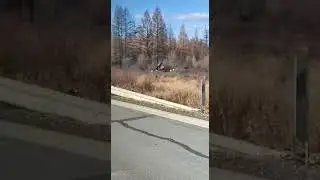 Лось старается, а лосиха стесняется