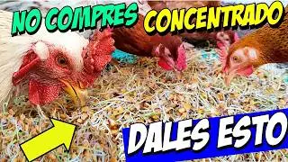 Cómo Cultivar Maíz Germinado como Alimento para Pollos y Gallinas en Casa.