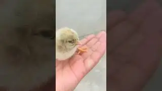 So Cute