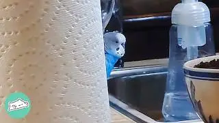 Girl Got A Very Shy Budgie. Now The Bird Follows Her Everywhere | Cuddle Buddies