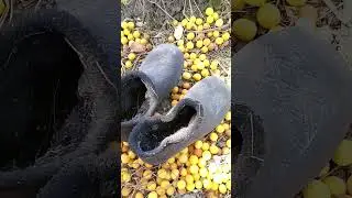 Краснодарская жара угробит всё! 😳