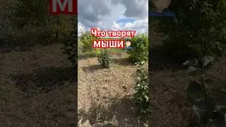 Атака мышей: что теперь делать с последствиями