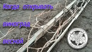 КОГДА ОТКРЫВАТЬ ВИНОГРАД ВЕСНОЙ