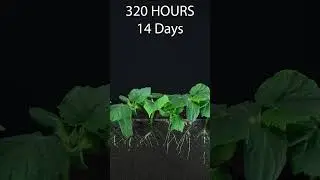 31 Days in 60 Seconds - Cucumber #timelapse #goinside #growingplants #cucumber