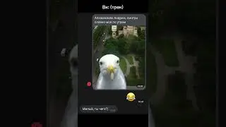 Вк выручает😂🔥 