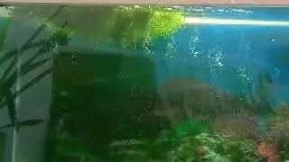 ОТЗЫВ на «Фильтр для аквариума внешний Tetra ЕХ 800 Plus»!