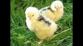 Расклев у цыплят и как я с ним боролась
