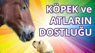 Komik Köpek Videoları: Dostluk