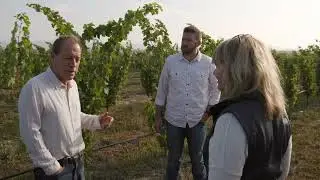 Patronage at Cline Cellars