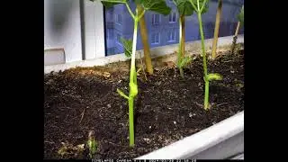Фасоль растет