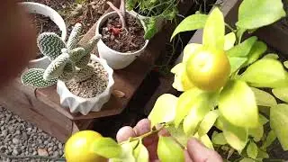 Persephone Period is over - Spring planting has begun! What are Persephone Days?