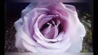 мой мир без тебя пуст