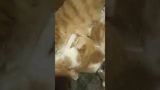 Кошкин дом