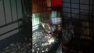 Голубчик, второй день.02.08.2024 Pigeon