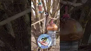 Два дятла на кормушке для птиц  | Самец гоняет самку | 3 апреля 2024 года