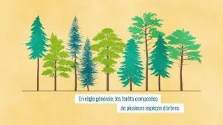 CAMBIO: biodiversité des forêts pour s'adapter aux effets du changement climatique et les atténuer