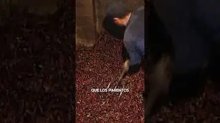 #SHORT | PIMENTÓN artesanal. Cultivo y ahumado de este CONDIMENTO (Vídeo completo en mi canal)