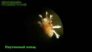 Паутинный клещ