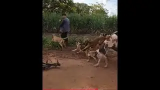 Hunters caça de javali está ao vivo!