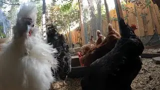 Backyard Chickens Fun Relaxing Coop Video Sounds Noises Hens Clucking Roosters Crowing!