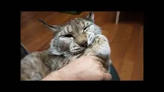 Рысь Даша - Мой ласковый и нежный зверь