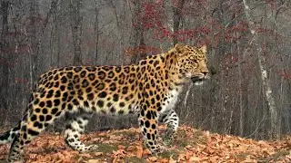 Ну и за чем им эти лиапарды лутше уш кошик пиридать их дома можна диржат а лиапарда толка на улеци