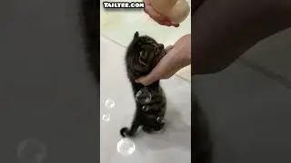 kitten's bottle feeding #kittensbottlefeeding #bottlefeedingkitten #bottlefeedingkitty #bottlefeed