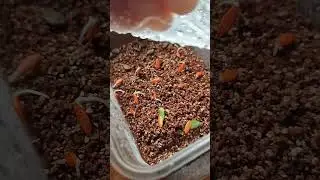 Проращивание семян на вермикулите Часть 2 😁#огурцы #рассада 🌱