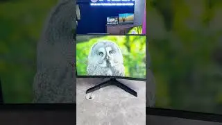#shorts #shortvideo  Monitor CURVED GAMING Cuma 1 Juta'an ?